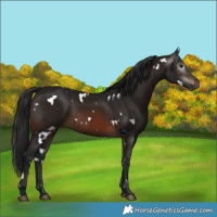 Horse Color:Gray White Spotted Brown Rabicano 