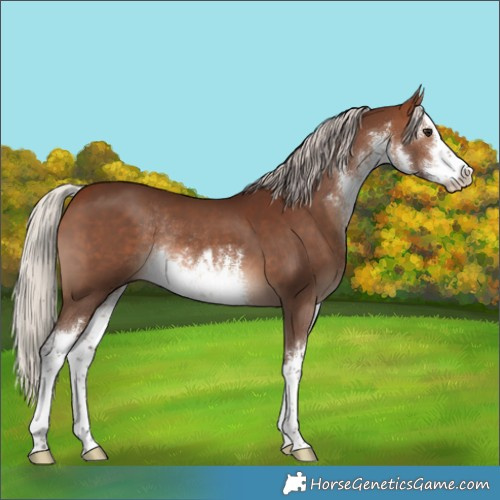 Horse Color:White Spotted Silver Brown Rabicano 