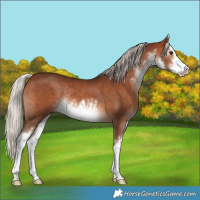 Horse Color:White Spotted Silver Brown Rabicano