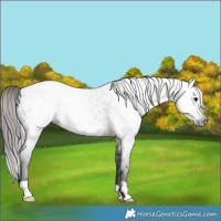 Horse Color:Gray Brown Roan Near Leopard 
