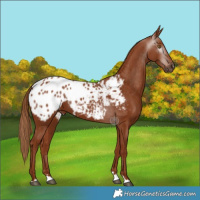Horse Color:Gray Chestnut Appaloosa 