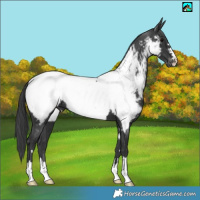 Horse Color:Black Appaloosa