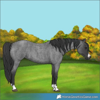 Horse Color:Blue Roan 