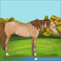 Horse Color:Gray Buckskin Pearl 
