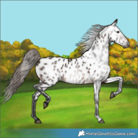Horse Color:Gray Bay Near Leopard