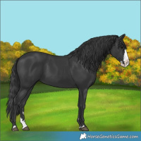 Horse Color:Black Splash 