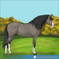 Horse Color:Grullo Splash Rabicano 