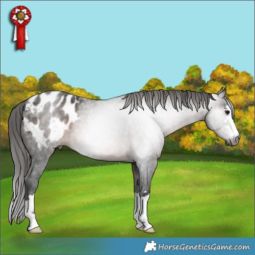 Horse Color:Gray Brown Appaloosa 