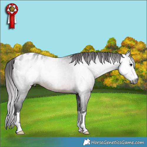 Horse Color:Gray Brown Appaloosa 