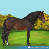 Horse Color:Bay 