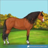 Horse Color:Bay 