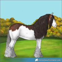 Horse Color:Bay Splash 