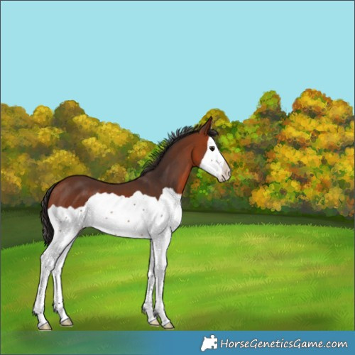 Horse Color:Bay Splash 