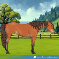 Horse Color:Bay 