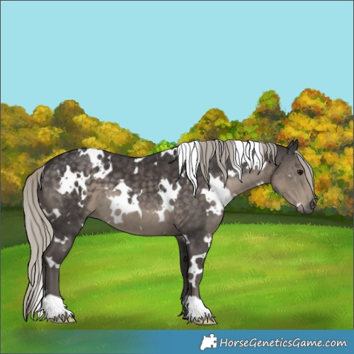 Horse Color:White Spotted Silver Smoky Black 