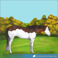 Horse Color:Brown Splash 