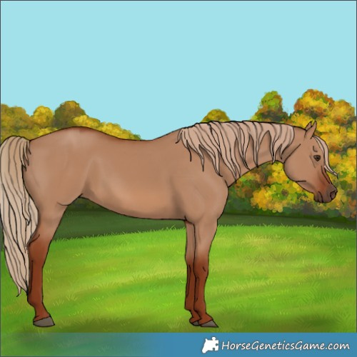 Horse Color:Red Dun 