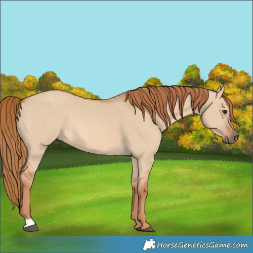 Horse Color:Red Dun 