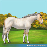 Horse Color:Silver Buckskin Roan Splash