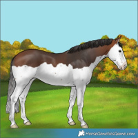 Horse Color:Bay Splash 