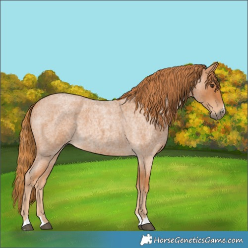 Horse Color:Red Roan 
