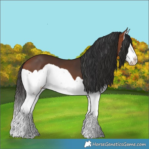 Horse Color:Bay Splash