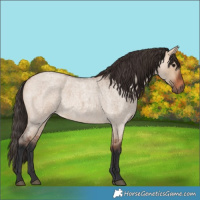 Horse Color:Bay Roan Dun 
