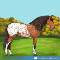 Horse Color:Bay Tobiano Appaloosa