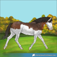 Horse Color:Bay Splash 