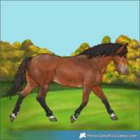 Horse Color:Bay 