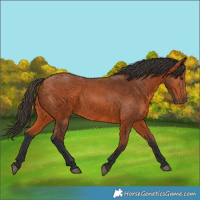 Horse Color:Bay 
