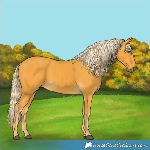 Horse Color:Palomino 