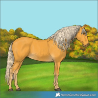 Horse Color:Palomino 