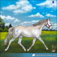 Horse Color:Perlino Splash 
