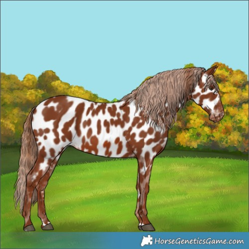 Horse Color:Chestnut Appaloosa 