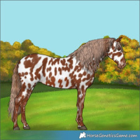 Horse Color:Chestnut Near Leopard 