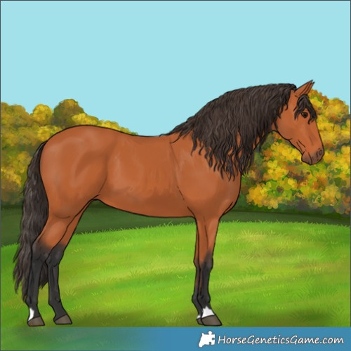 Horse Color:Bay 