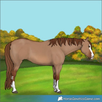 Horse Color:Red Dun 