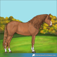 Horse Color:Chestnut 