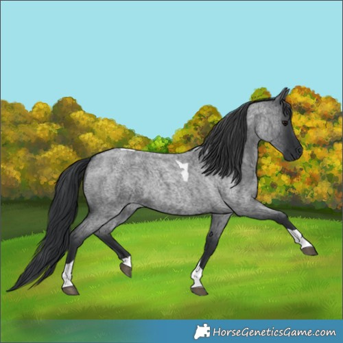 Horse Color:Blue Roan Tobiano 