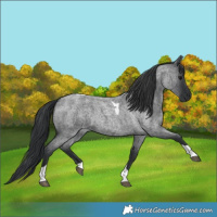 Horse Color:Blue Roan Tobiano