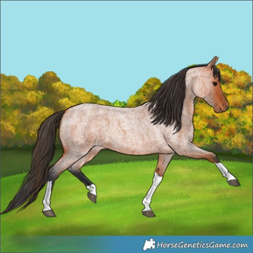 Horse Color:Bay Roan Tobiano 