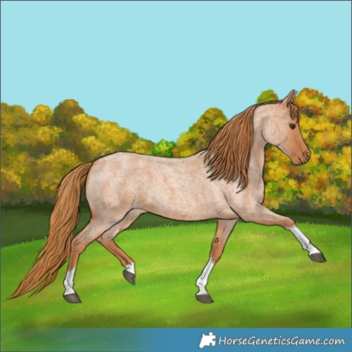Horse Color:Red Roan Tobiano 