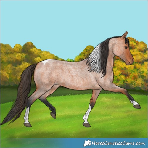 Horse Color:Bay Roan Tobiano