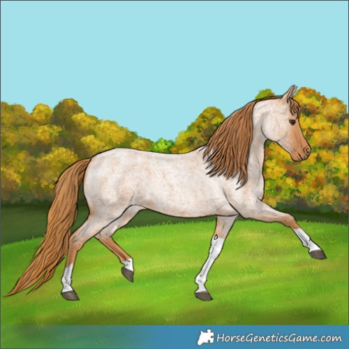Horse Color:Red Roan Tobiano 