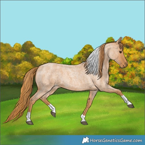 Horse Color:Red Roan Tobiano 
