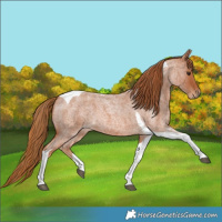 Horse Color:Red Roan Tobiano 