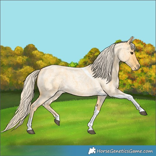 Horse Color:Palomino Roan Tobiano
