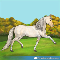 Horse Color:Palomino Roan Tobiano