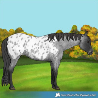 Horse Color:Blue Roan Near Leopard 